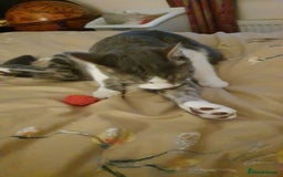 British Shorthair cats for sale: Bluebell is looking for a forever home - Image 3