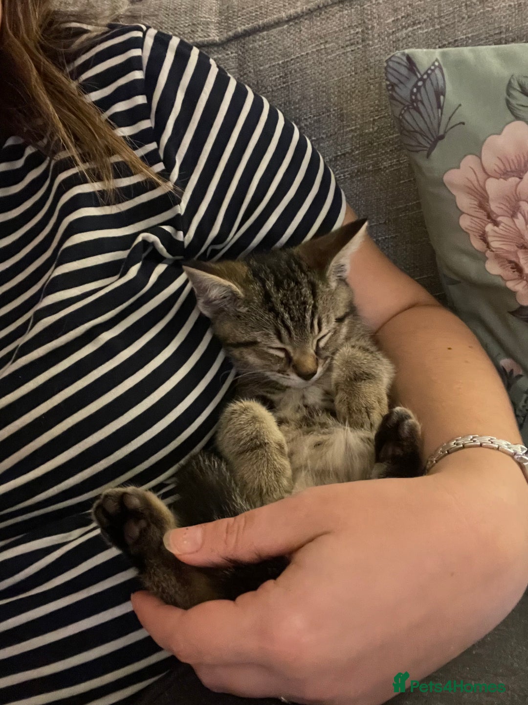 Mixed Breed cats for sale: Rehoming of kitten required - Image 4