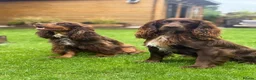 Cocker Spaniel dogs for sale: Liver (Chocolate) Working Cocker Spaniel Puppies  in Stourbridge - Advert 3
