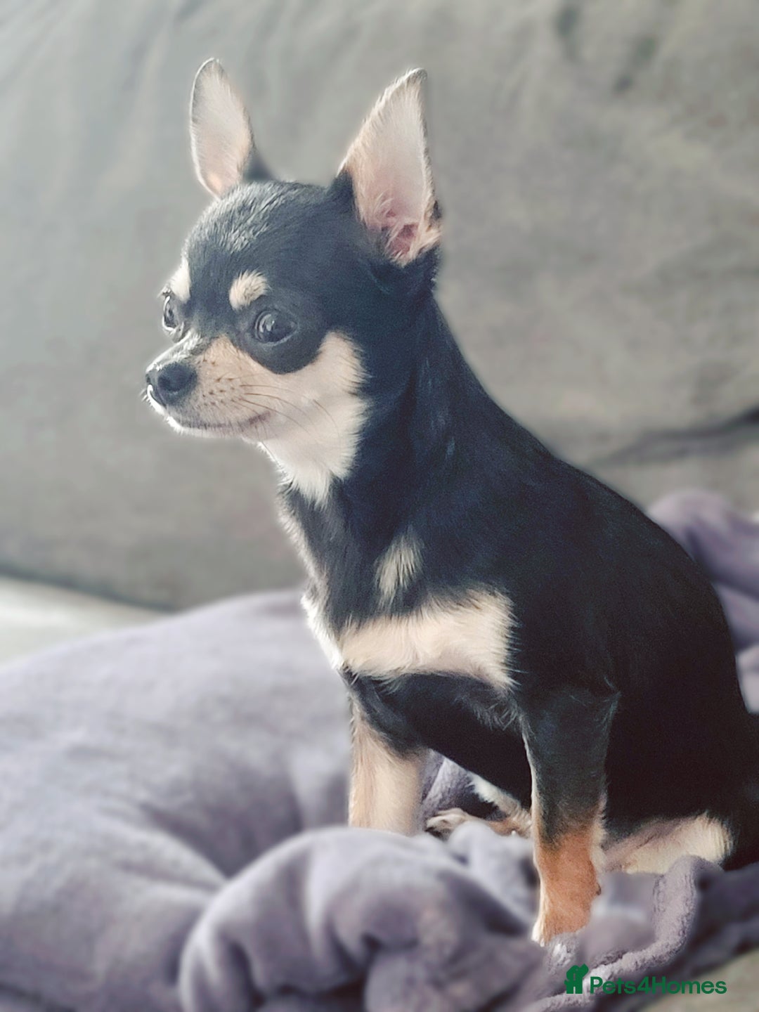 Chihuahua dogs for sale: 2 DWKC Chihuahua Boys - Image 6