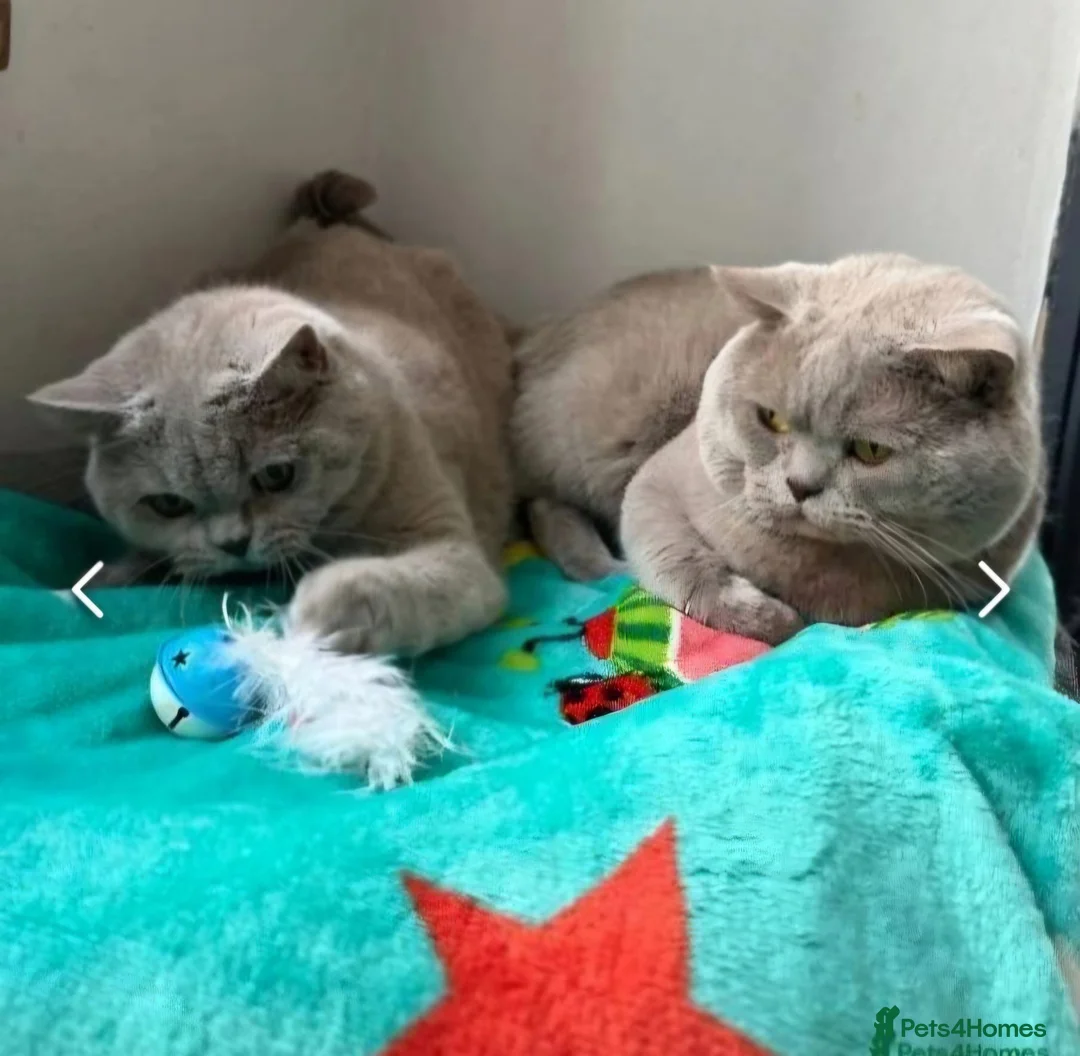 British Shorthair cats for sale: Beautiful Bsh/BLh Lilac kittens - Advert 1