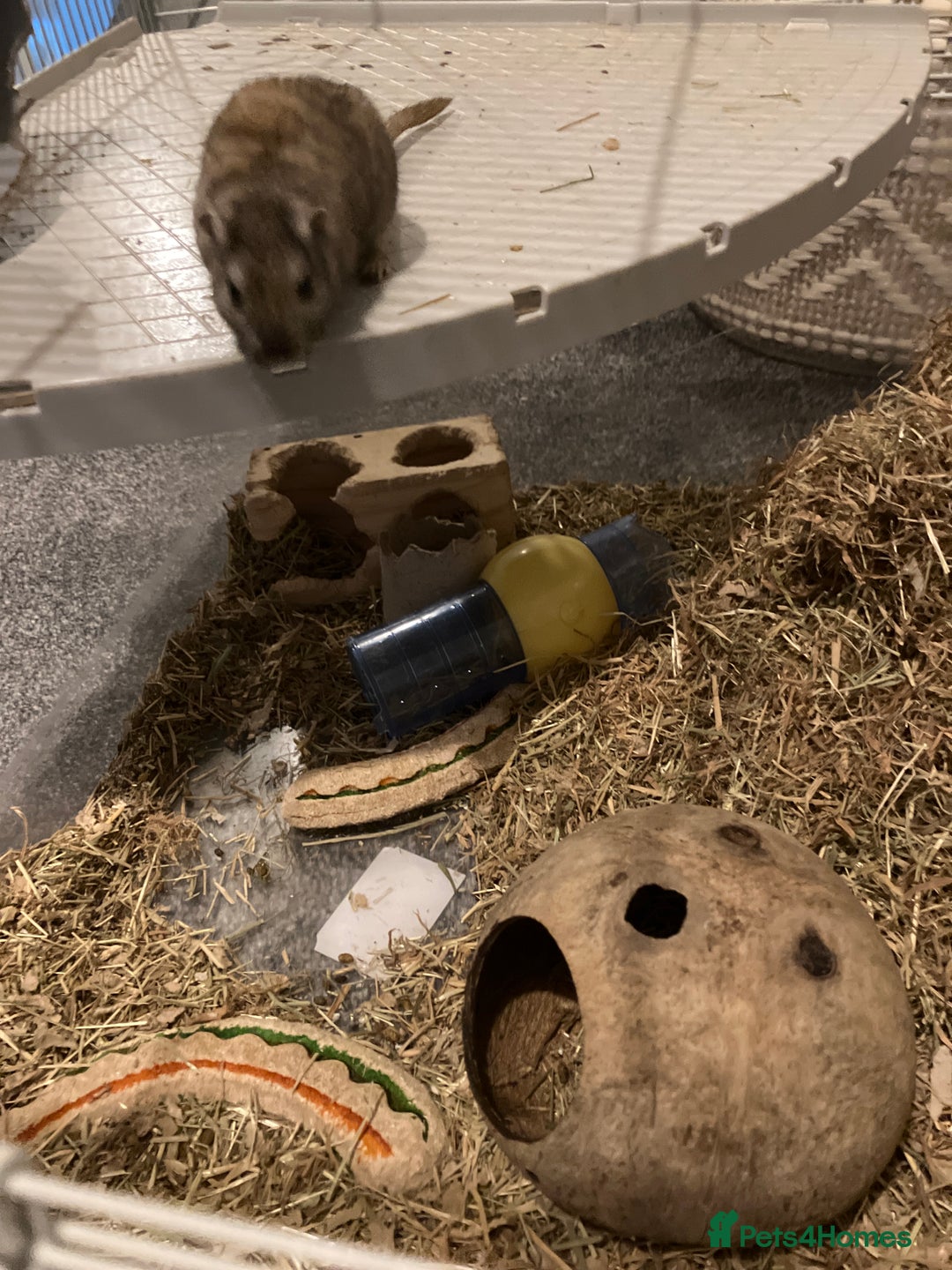Gerbil rodents for sale: 2 female gerbils by blood sisters  - Advert 25