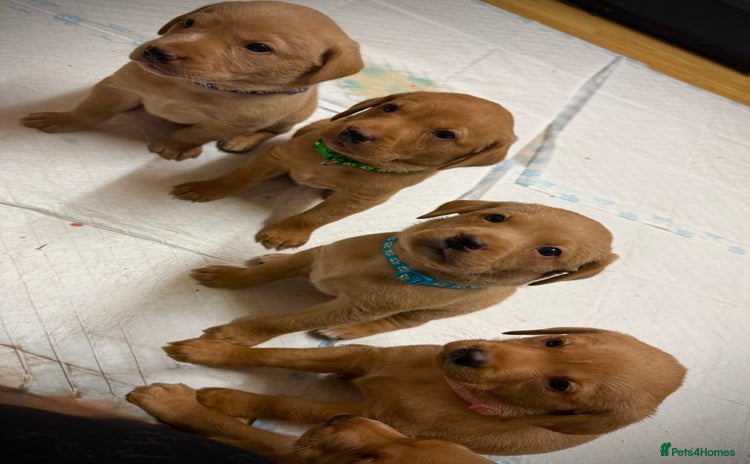 Labrador Retriever dogs - Advert 2