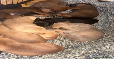 Mixed Breed dogs - Advert 13