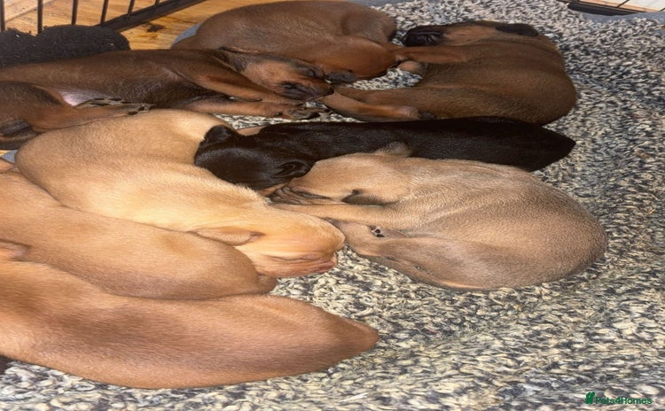 Mixed Breed dogs - Advert 3