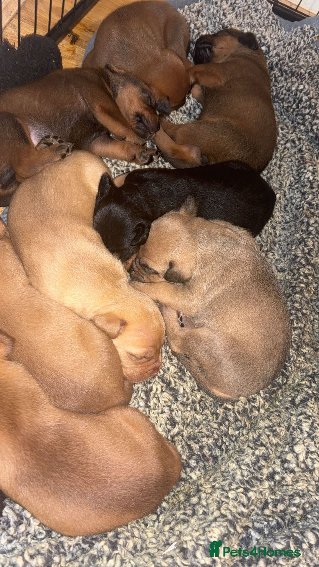 Mixed Breed dogs for sale: mastiffxrottweiler available now last 3 girls left - Advert 3