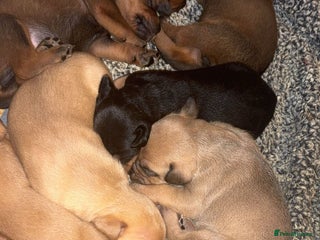 Mixed Breed dogs - Advert 5