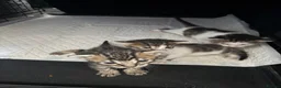 Bengal cats for sale: Bengal mix kittens  in Manchester - Advert 8
