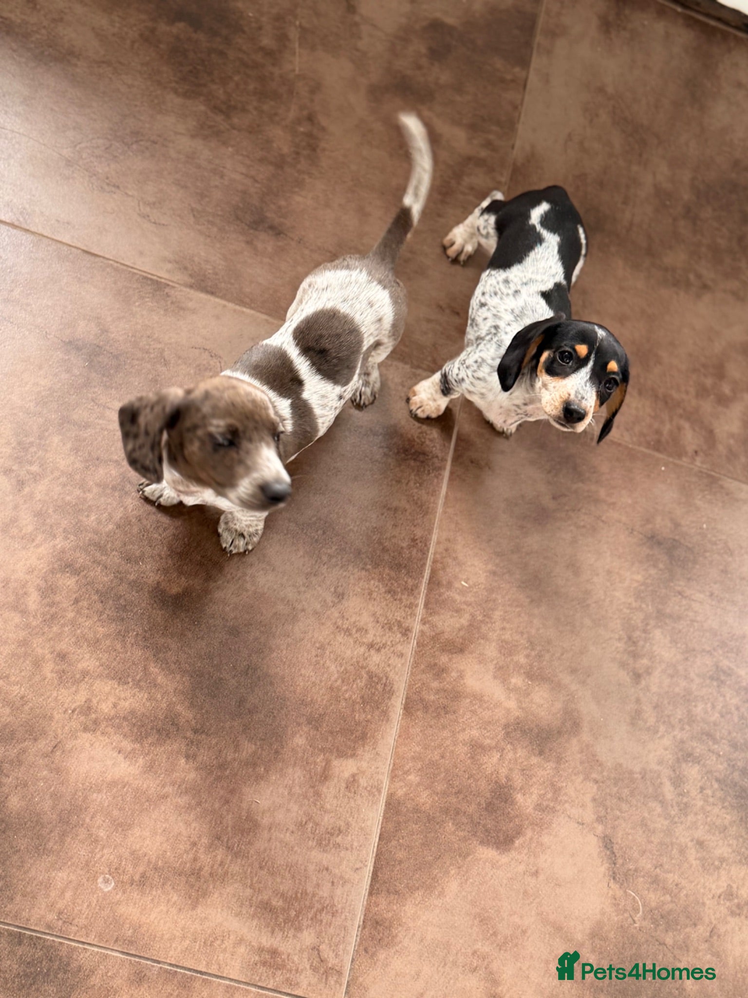 Dachshund dogs Two beautiful Isabela dachshund b - Advert 13