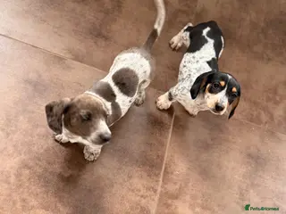 Dachshund dogs Two beautiful Isabela dachshund b - Advert 13