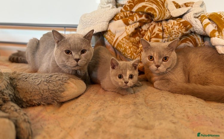 British Shorthair cats - Advert 13