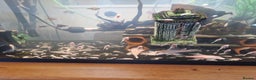 Plecos fish for sale: Snow white bristlenose pleco  - Advert 2