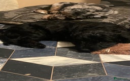 Mixed Breed dogs for sale: Portuguese sheepdog in Cramlington - Image 6