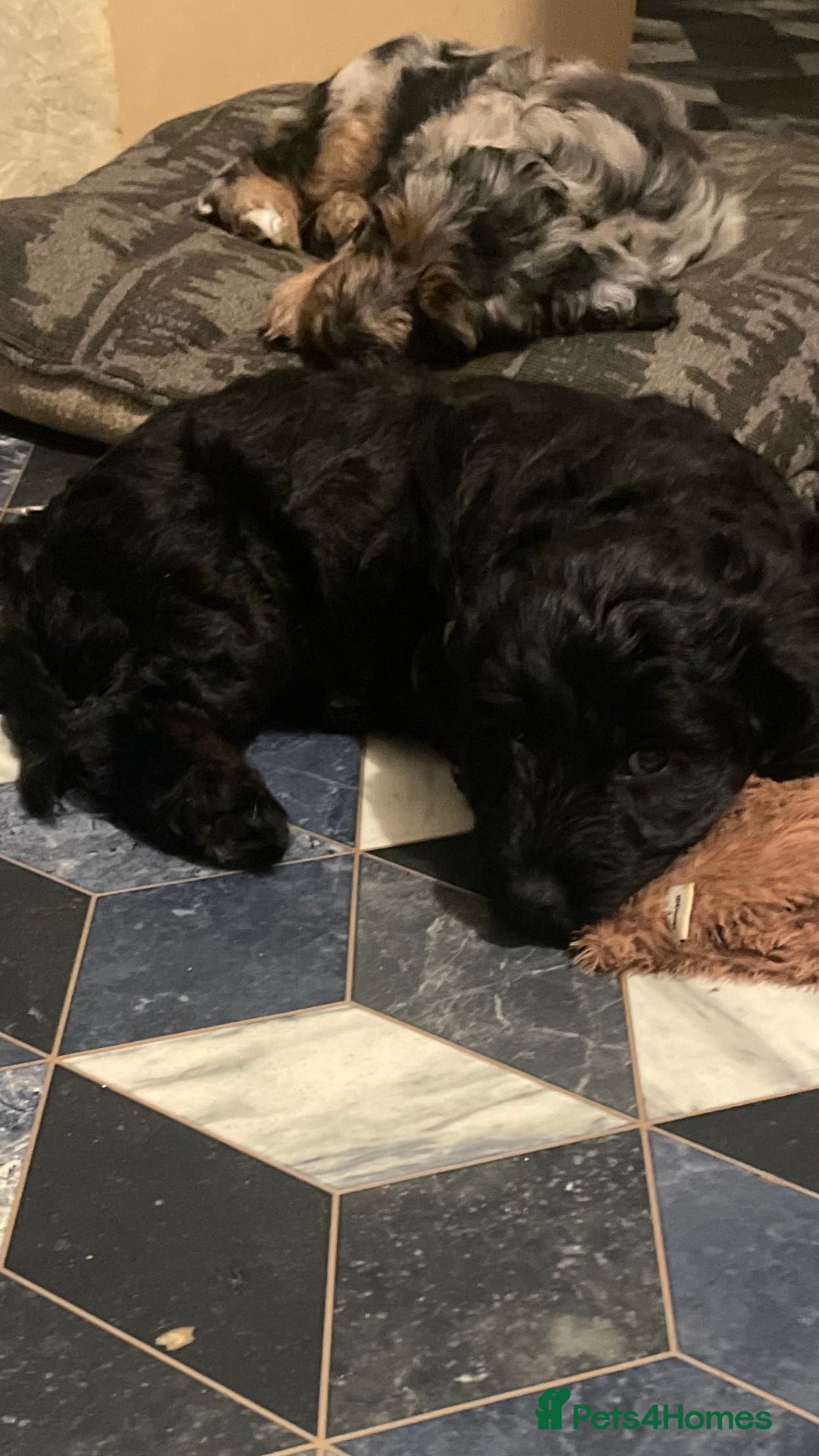 Mixed Breed dogs for sale: Portuguese sheepdog in Cramlington - Image 6
