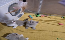 British Shorthair cats for sale: Full Britishshort hair kittens ready wendesday - Image 30