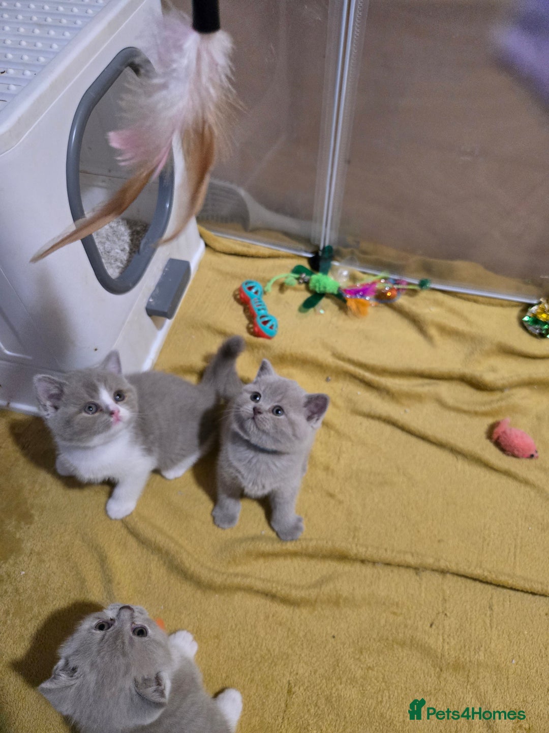 British Shorthair cats for sale: Full Britishshort hair kittens ready wendesday - Image 30