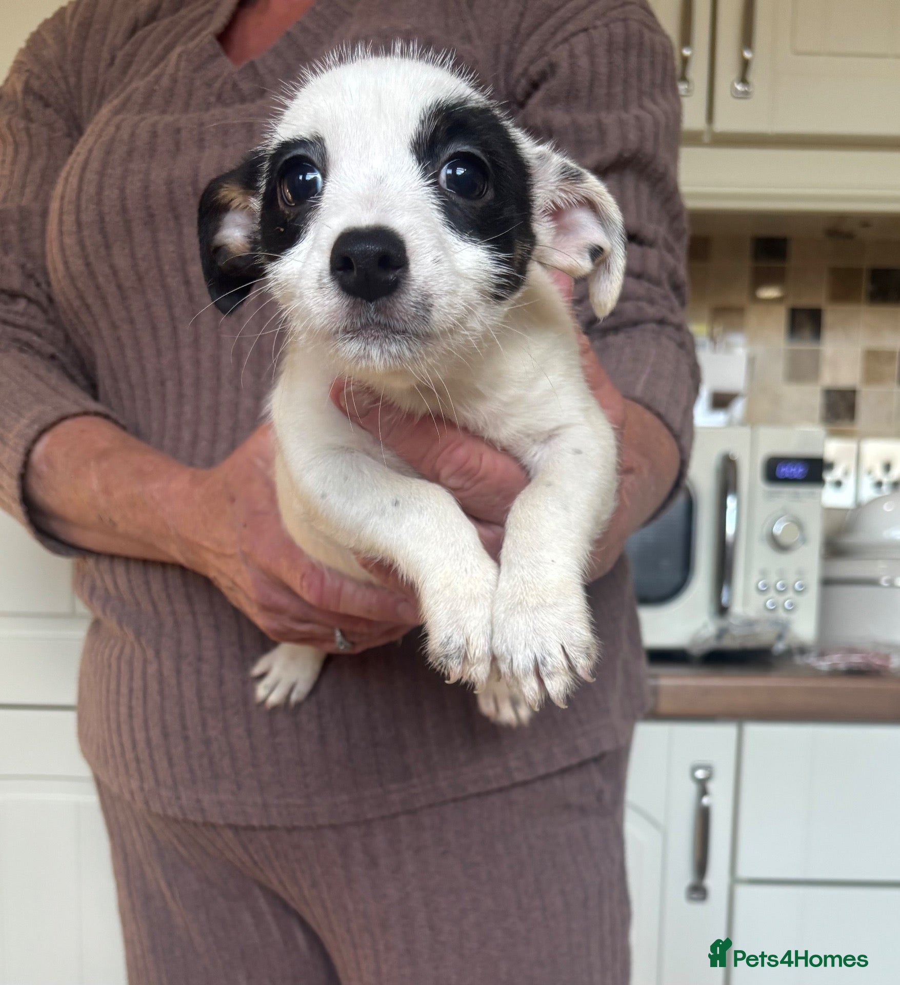 Jack Russell dogs Stunning litter of jackrussels  - Advert 2