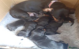 Miniature Dachshund dogs for sale: Stunning  Black and Tan miniature Dachshunds - Image 5