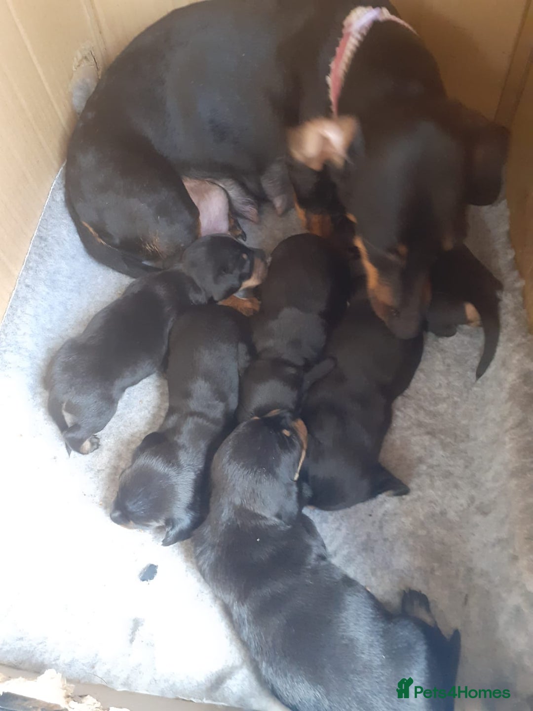 Miniature Dachshund dogs for sale: Stunning  Black and Tan miniature Dachshunds - Image 5