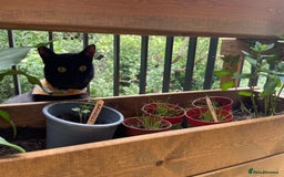 British Shorthair cats for sale: rehome - Image 1