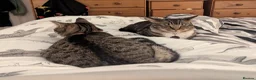 Mixed Breed cats for sale: Cupcake and Pudding - 2yo sibling cats - Advert 6