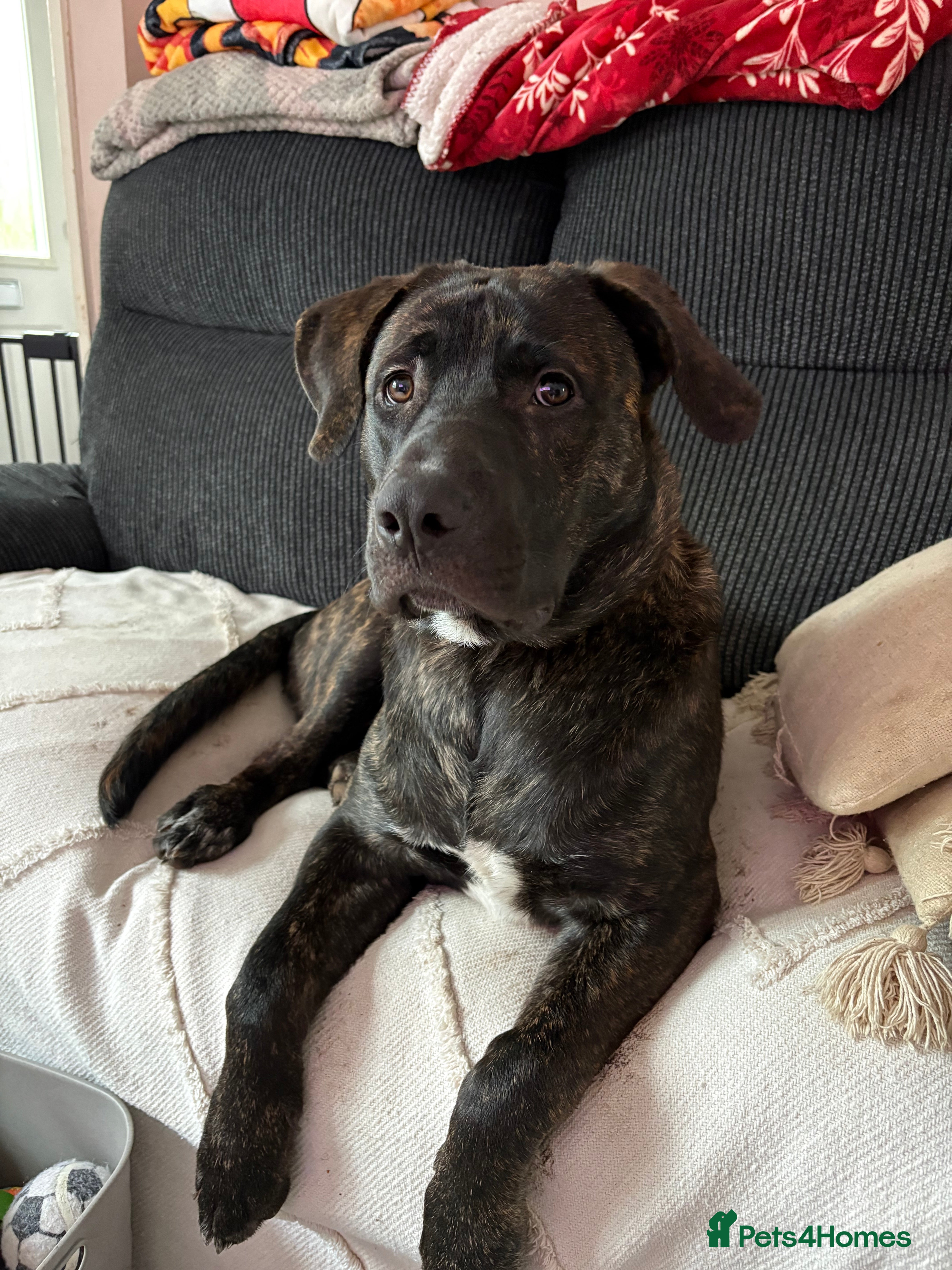 Mixed Breed dogs 7 month old bully mix/german shepherd  - Advert 1