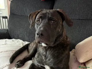 Mixed Breed dogs 8 month old bully mix/german shepherd - Advert 1