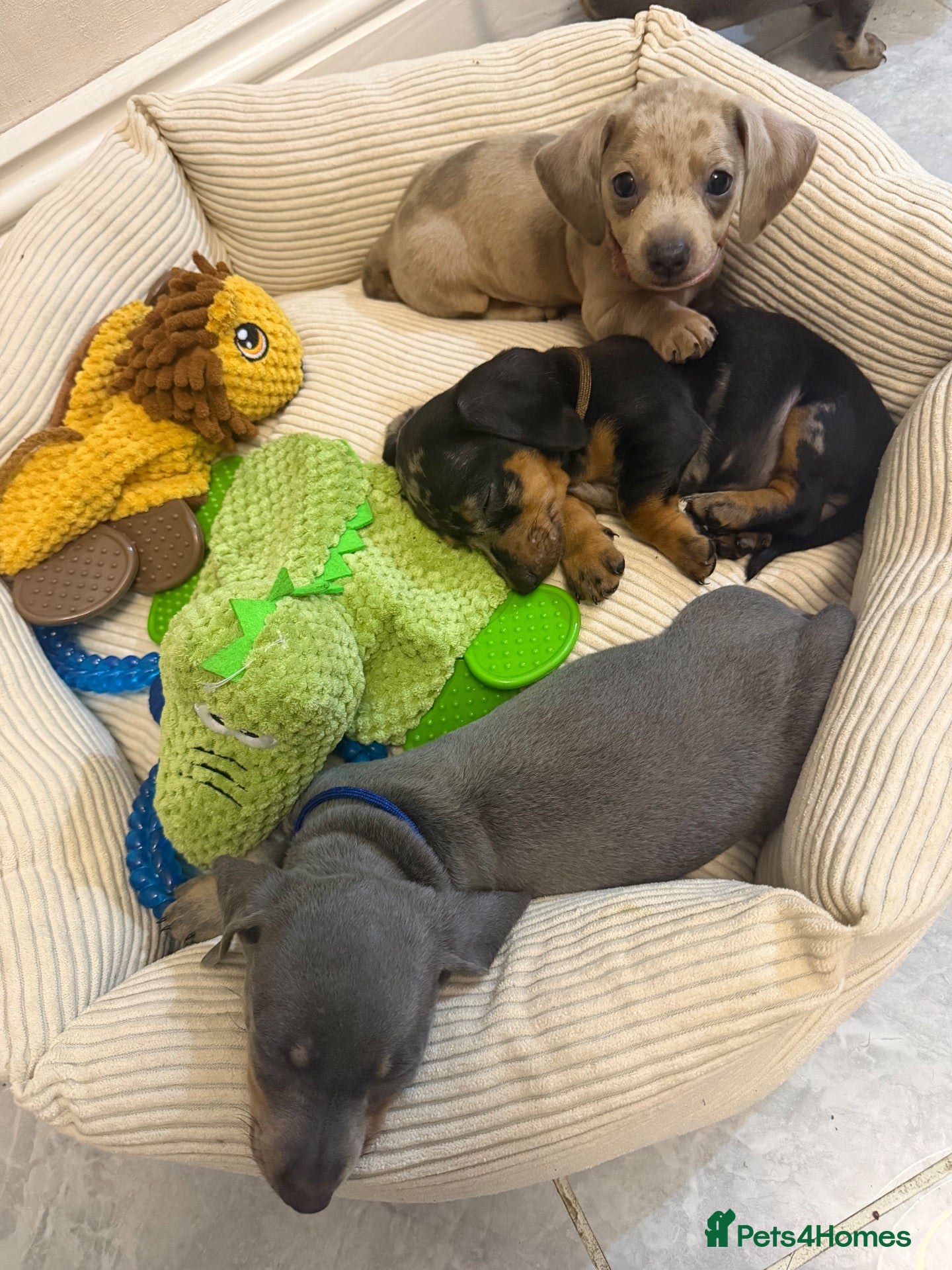 Dachshund dogs Dachshund - Advert 11