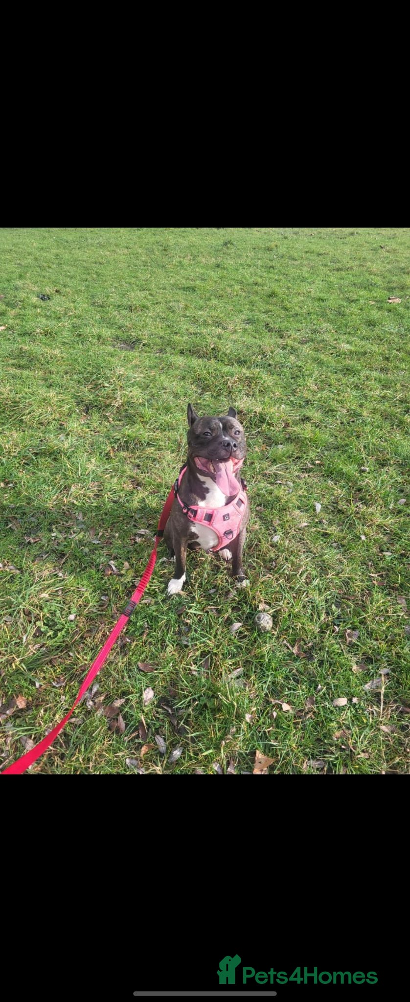 Mixed Breed dogs Beautiful Staffy in need of his forever home 🐾  - Advert 5