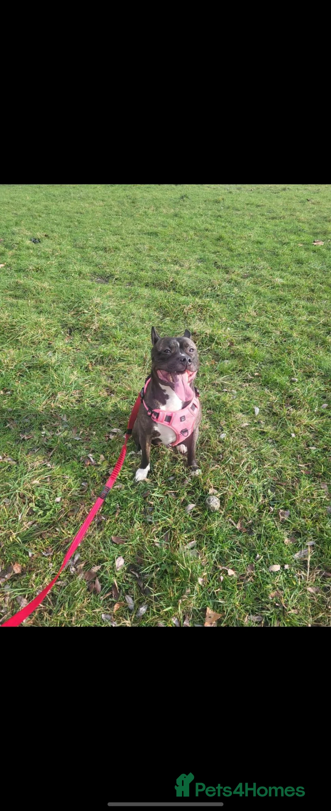 Mixed Breed dogs for sale: Beautiful Staffy in need of his forever home 🐾  - Advert 1