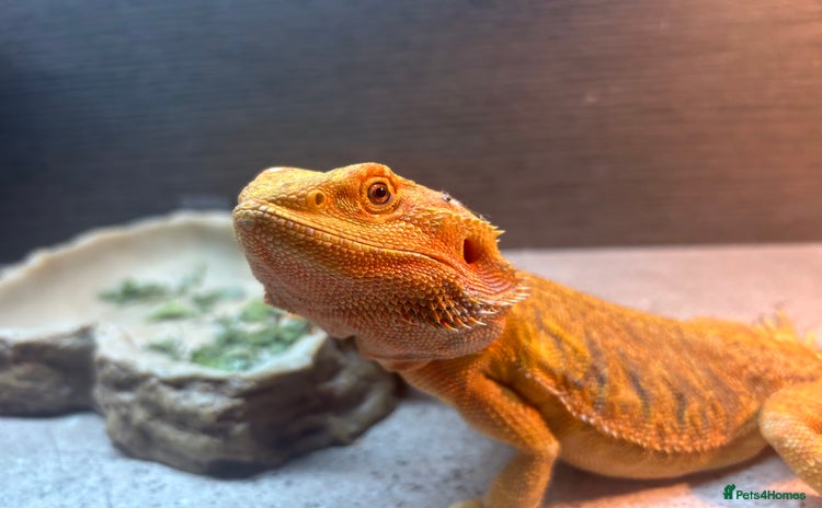Bearded Dragon reptiles - Advert 2