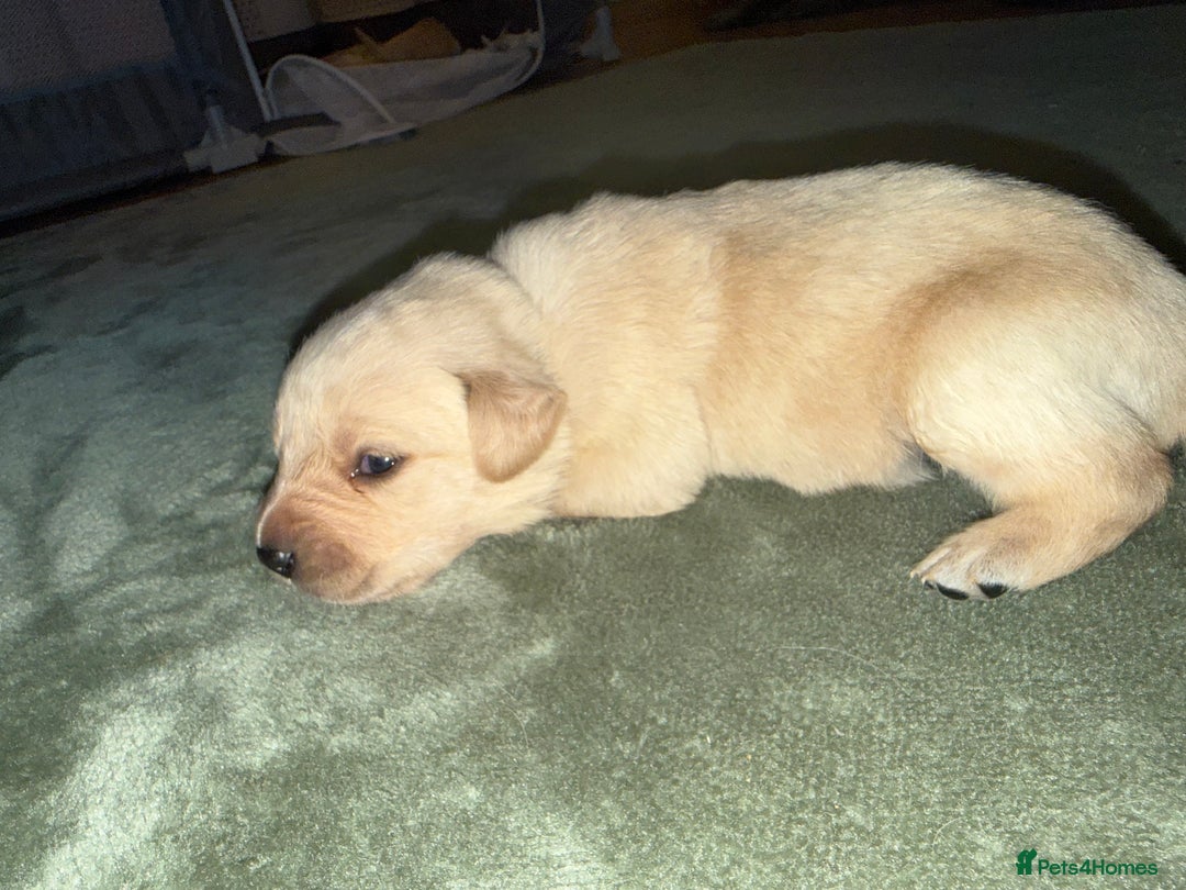 Goldador dogs for sale: 8 beautiful golden retriever x red lab puppies  - Advert 27