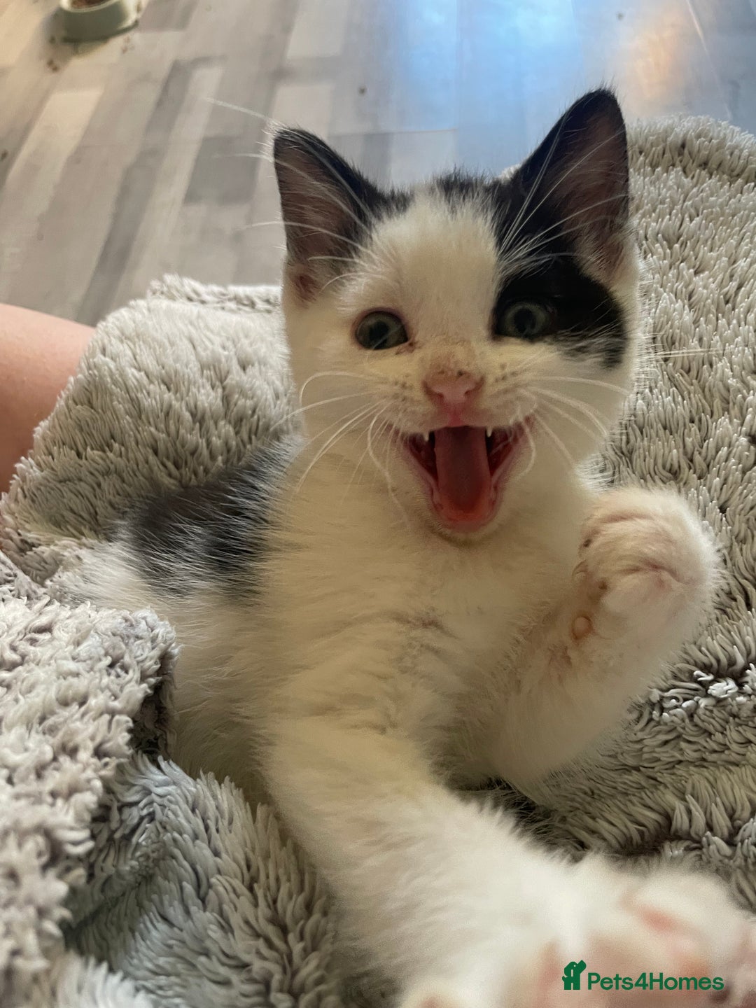 British Shorthair cats for sale: 2 male kittens remaining  - Image 4