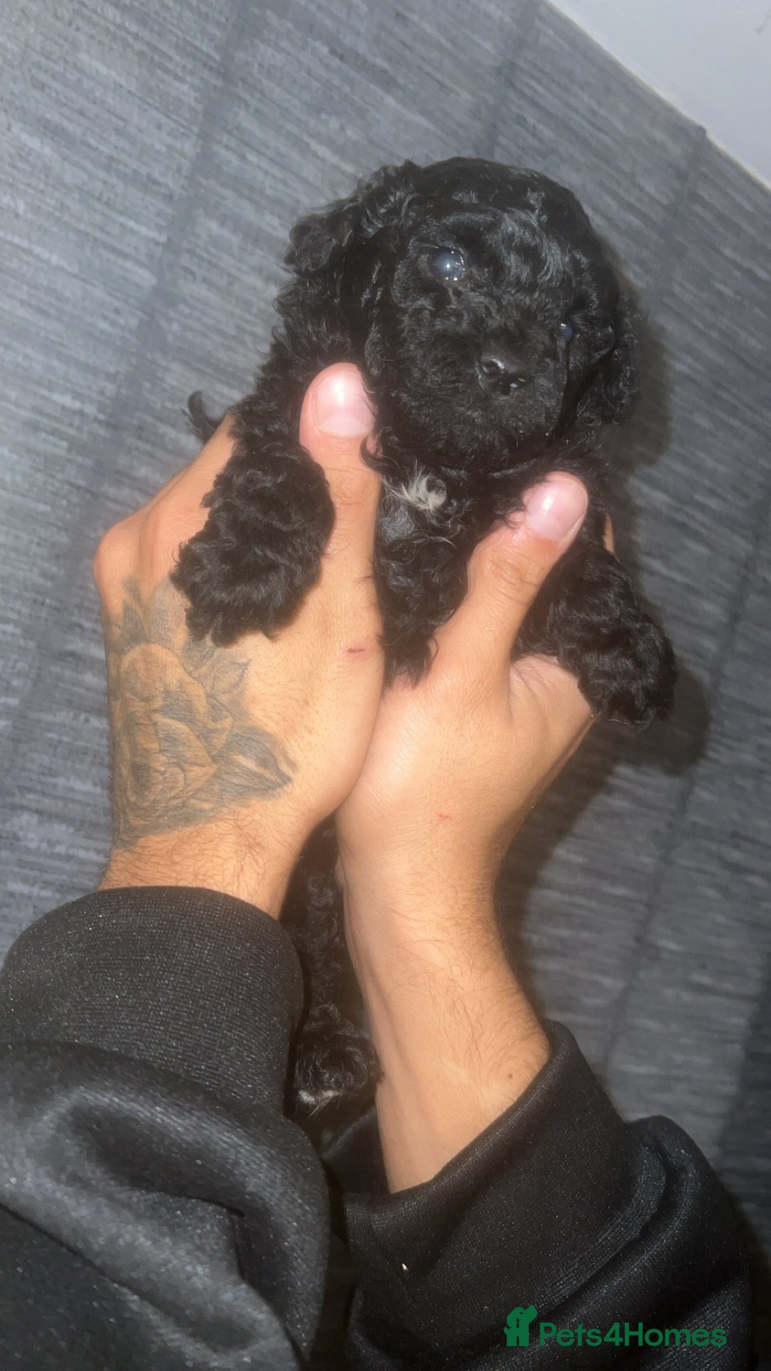 Shihpoo dogs for sale: F1B shihpoos  - Advert 2