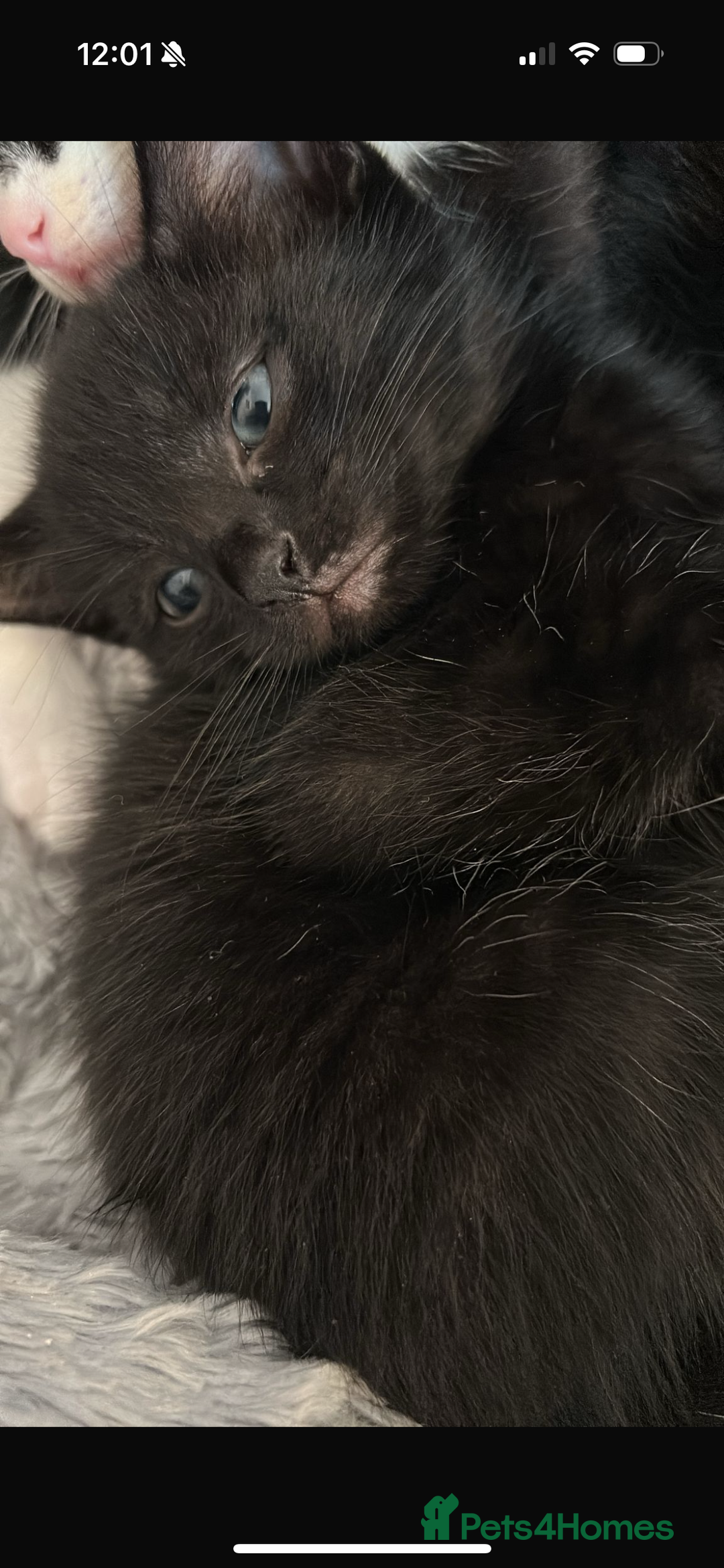 Domestic Shorthair cats for sale: 3 adorable kittens ready for their forever home  - Image 5