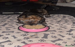 Cockapoo dogs for sale: black sable cockapoo girl  - Advert 36