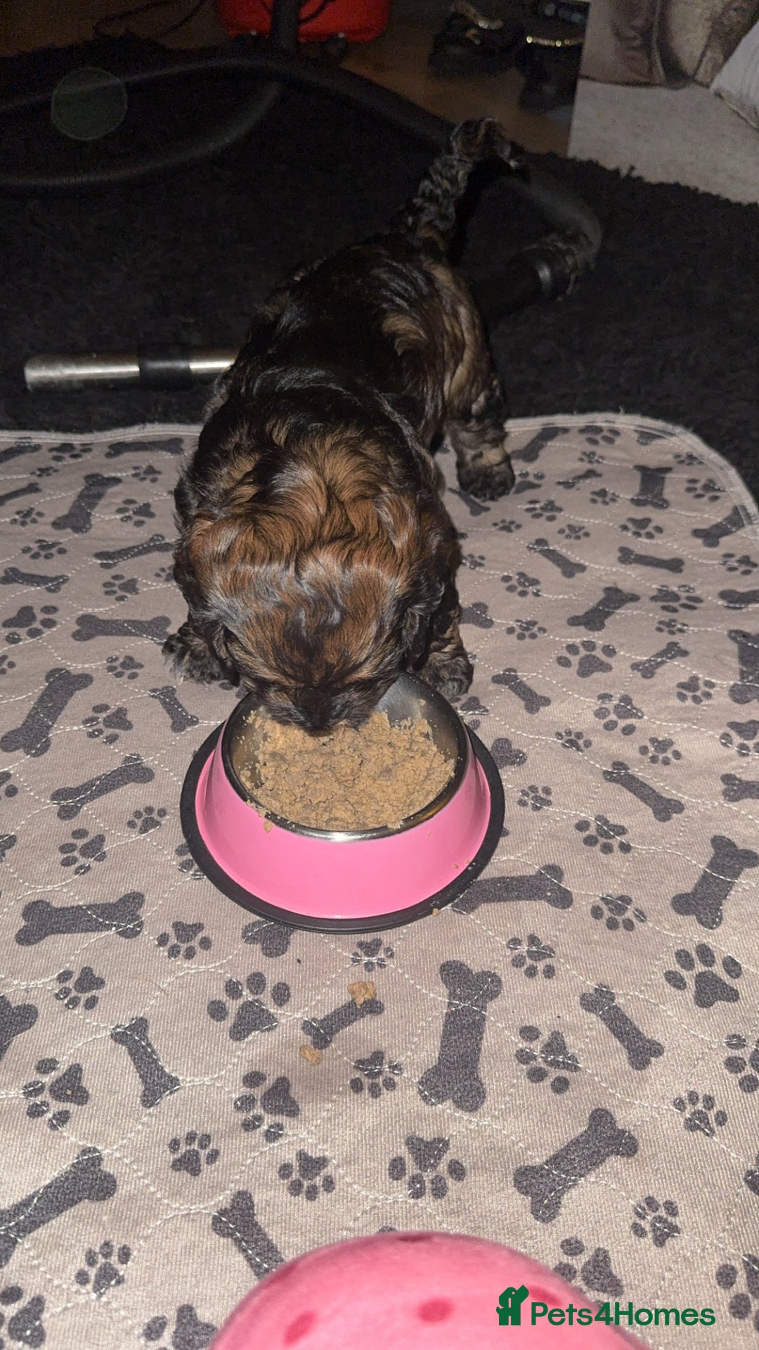 Cockapoo dogs for sale: black sable cockapoo girl  - Advert 36