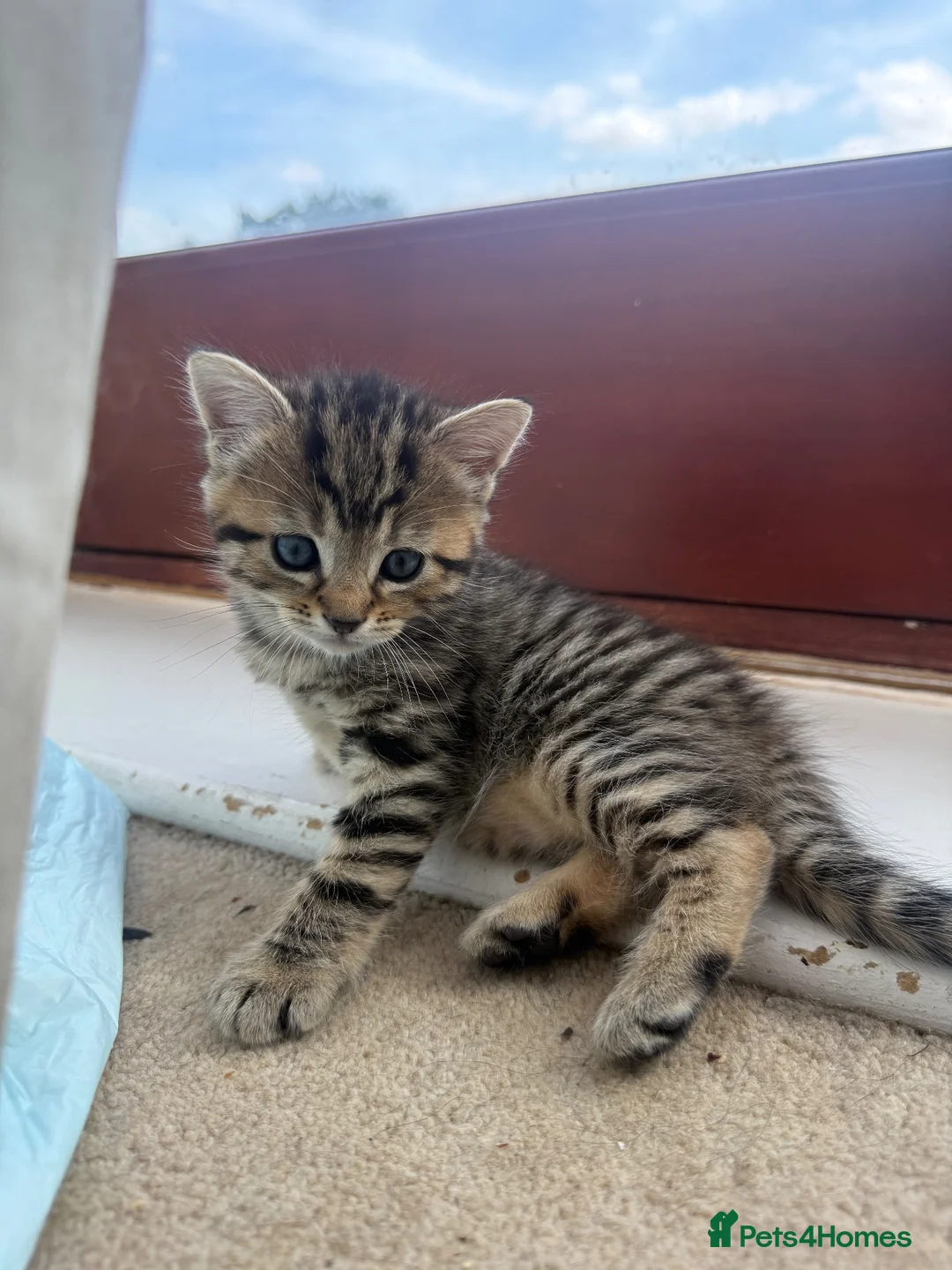 Mixed Breed cats for sale: Mixed breed kittens  - Advert 2