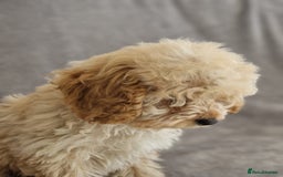 Cavapoochon dogs for sale: Cavapoochon puppies DNA/PRA/KC Health Clear 🤍 - Image 4