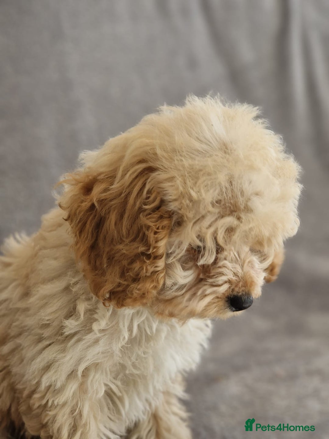 Cavapoochon dogs for sale: Cavapoochon puppies DNA/PRA/KC Health Clear 🤍 - Image 4