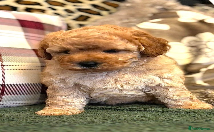 Cavapoo dogs - Advert 4