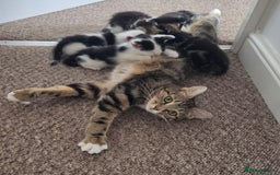 European cats for sale: Kitten for free - Image 6
