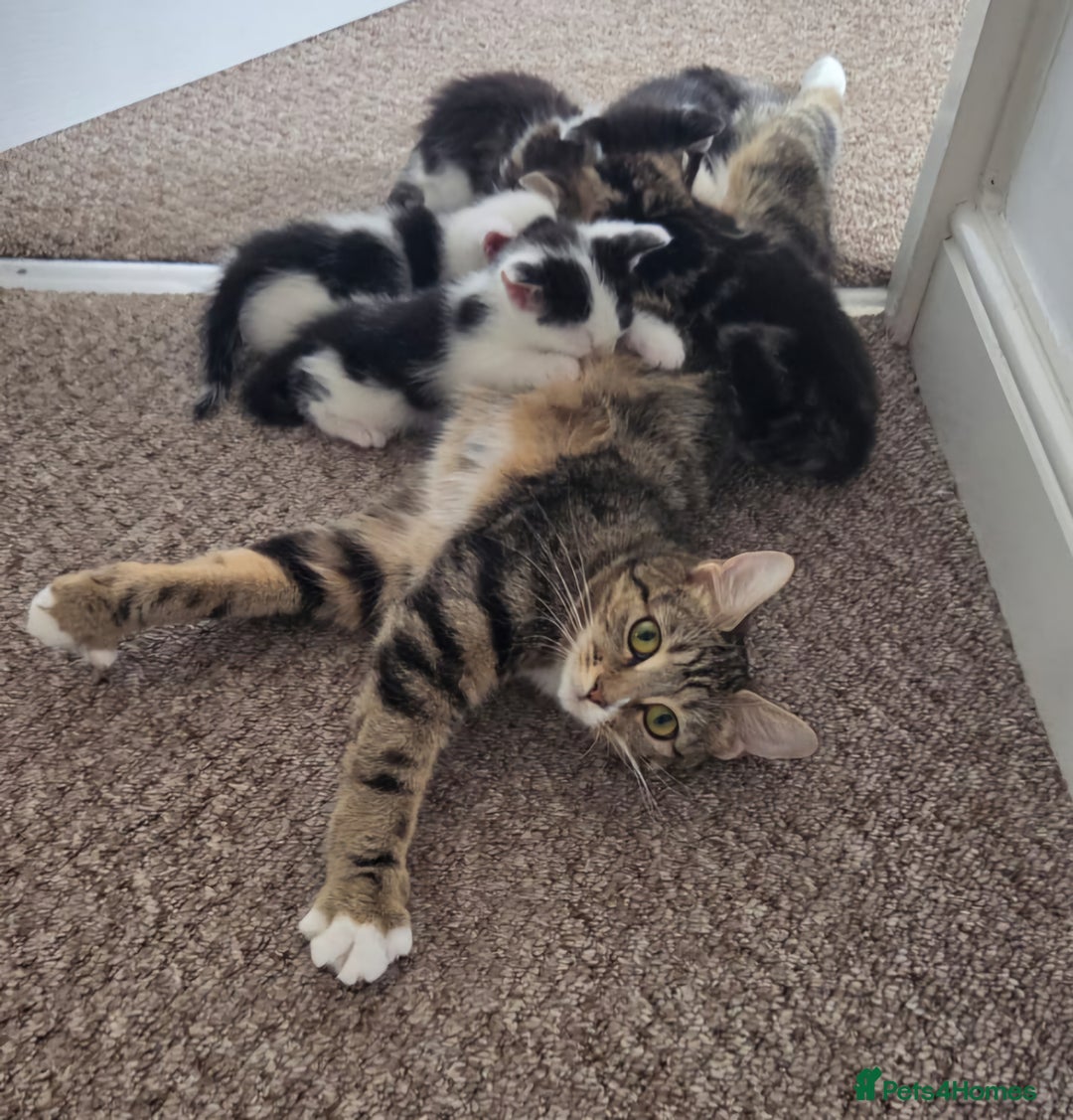 European cats for sale: Kitten for free - Image 6