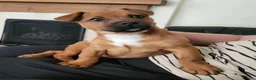 Mixed Breed dogs for adoption: Blu   - Advert 2