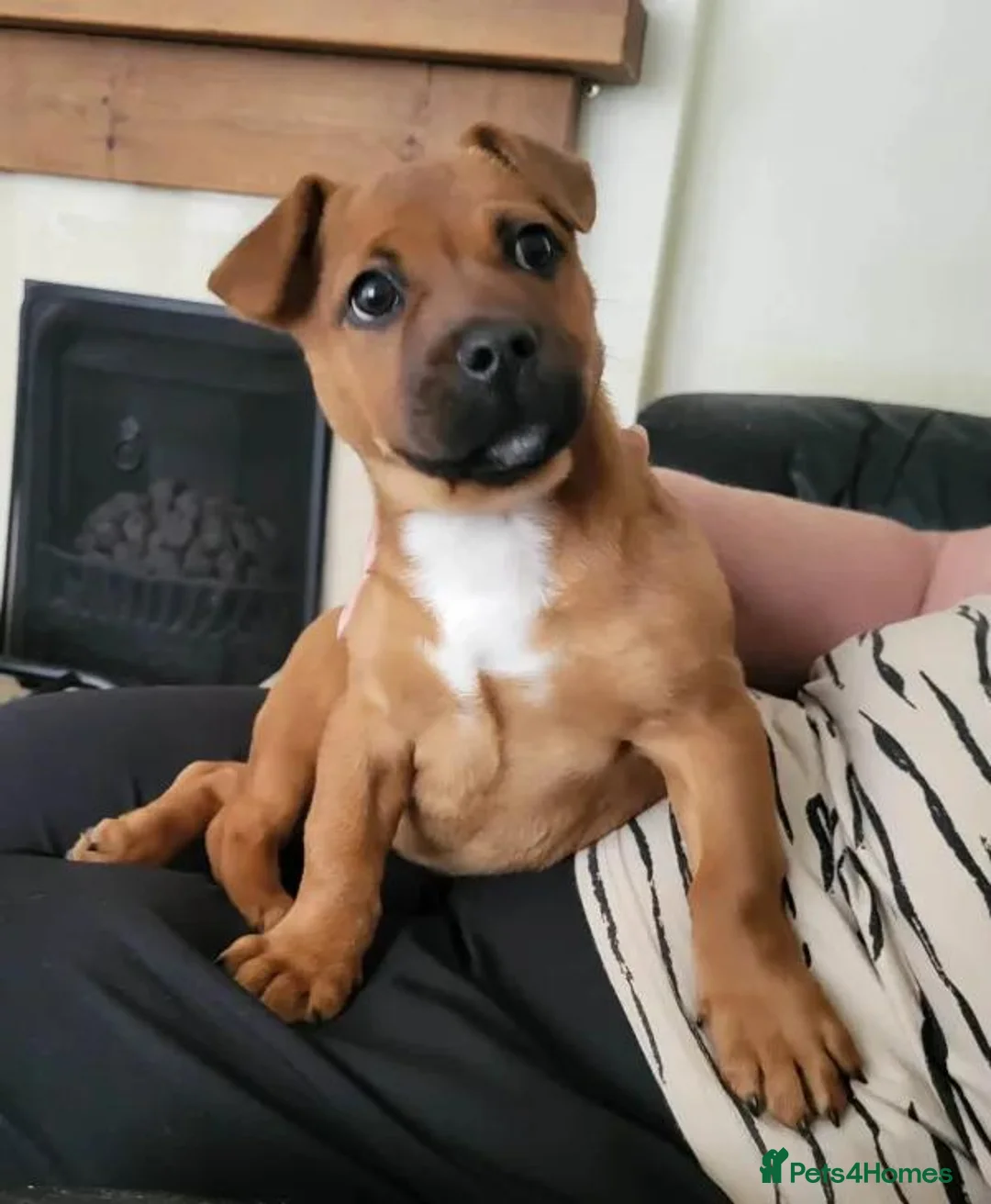 Mixed Breed dogs for adoption: Blu   - Advert 2