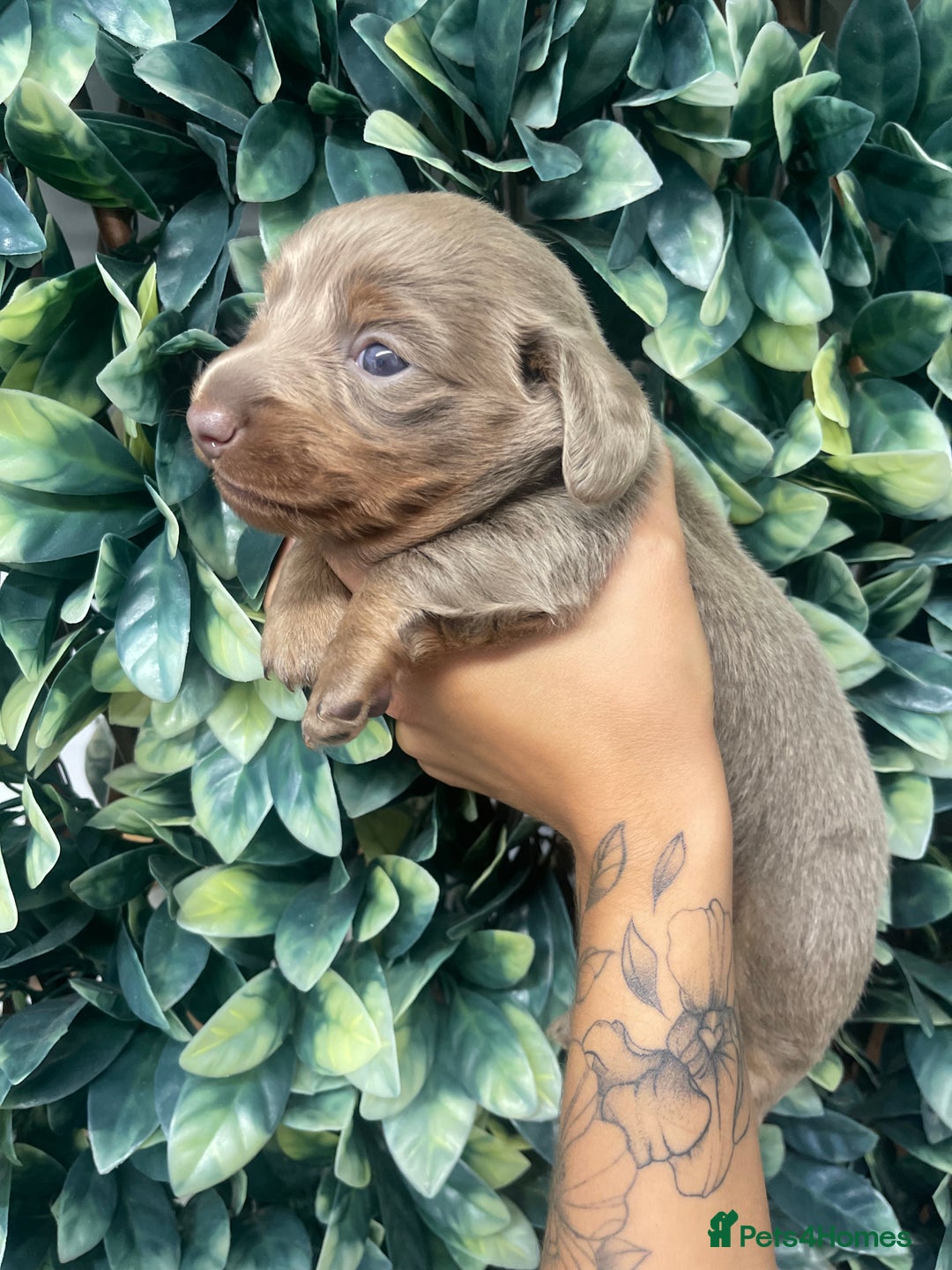 Miniature Dachshund dogs for sale: Long haired Isabella and tan miniature dachshund  - Image 15