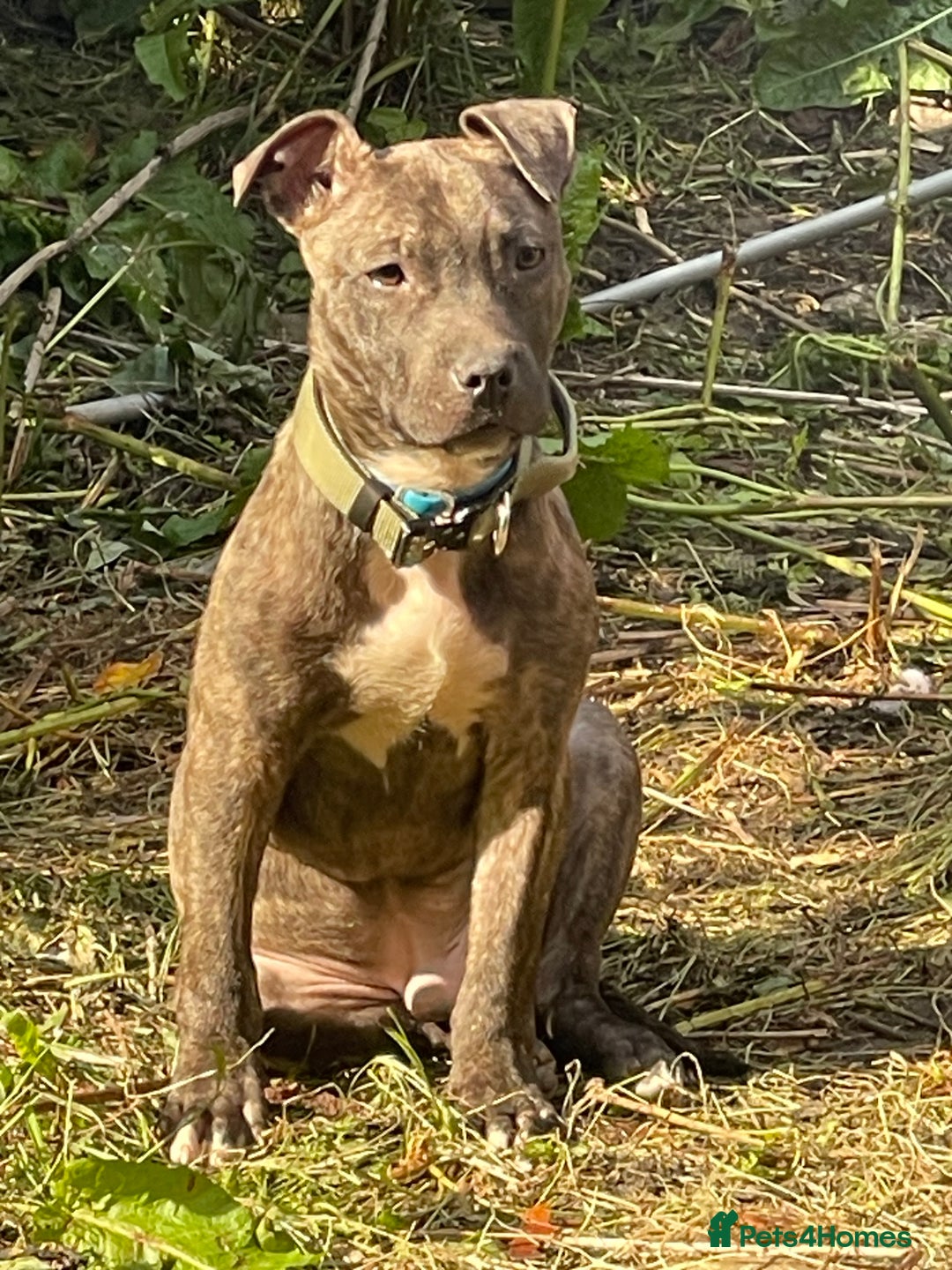 Mixed Breed dogs for stud: TIGER STUD - Advert 1