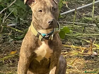 Mixed Breed dogs TIGER STUD - Advert 7