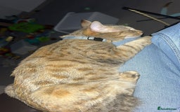 Savannah cats for sale: Beautiful Savannah cross - Image 4