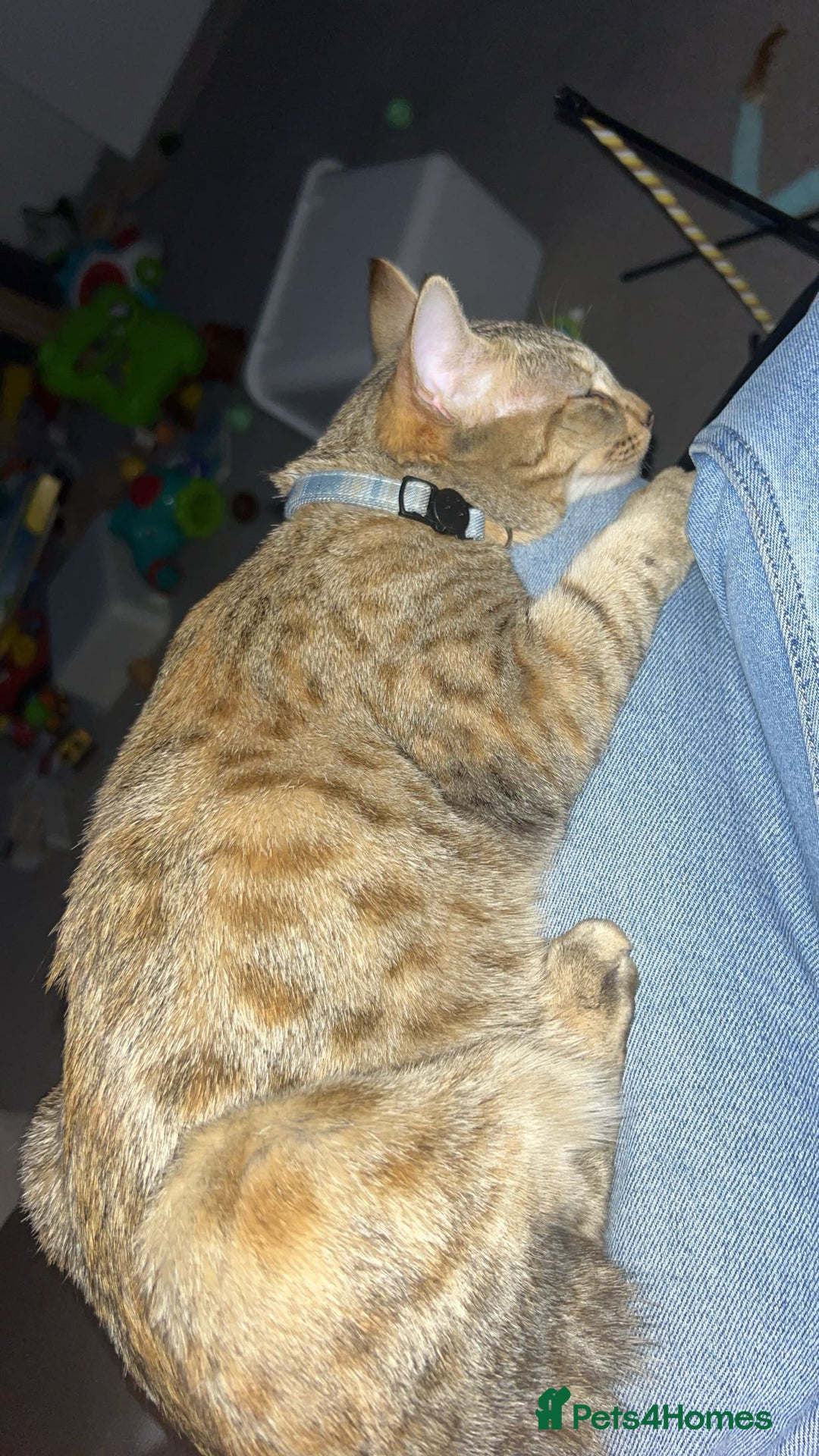 Savannah cats for sale: Beautiful Savannah cross - Image 4